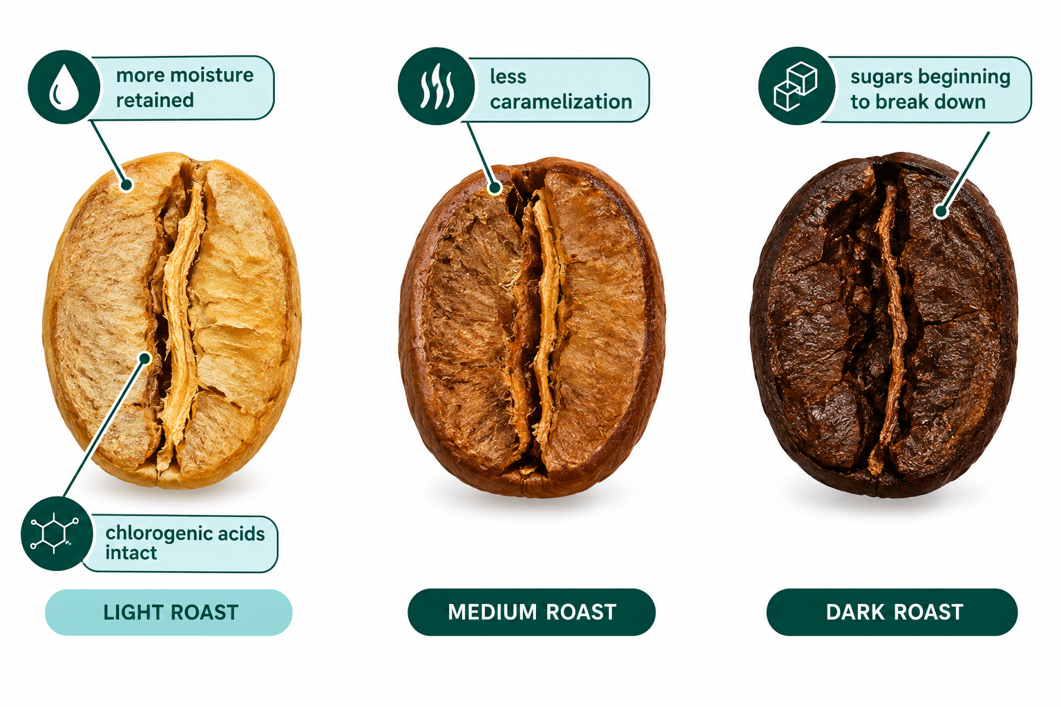 Best Light Roast Coffee Beans for Pour Over